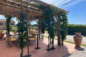 Exclusive Bolgheri Full-Day Wine Tour from Florence