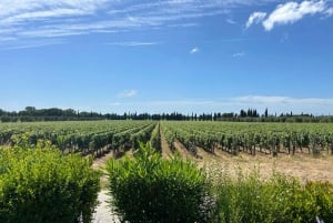 Exclusive Bolgheri Full-Day Wine Tour from Florence