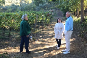 Exclusive Bolgheri Full-Day Wine Tour from Florence