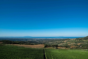 From Florence: Bolgheri Wine Tour with Tasting and Lunch