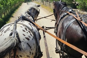 Från Florens: Åktur med häst och vagn i Chianti Hills med lunch