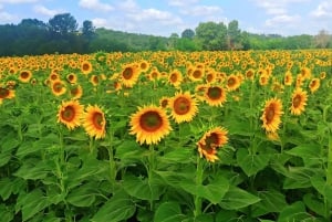 A partir de Florença: Excursão à tarde ao Chianti com degustação em duas adegas