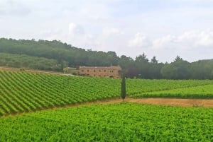 A partir de Florença: Excursão à tarde ao Chianti com degustação em duas adegas
