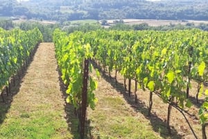 A partir de Florença: Excursão à tarde ao Chianti com degustação em duas adegas