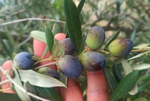 A partir de Florença: Excursão à tarde ao Chianti com degustação em duas adegas