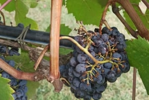 A partir de Florença: Excursão à tarde ao Chianti com degustação em duas adegas