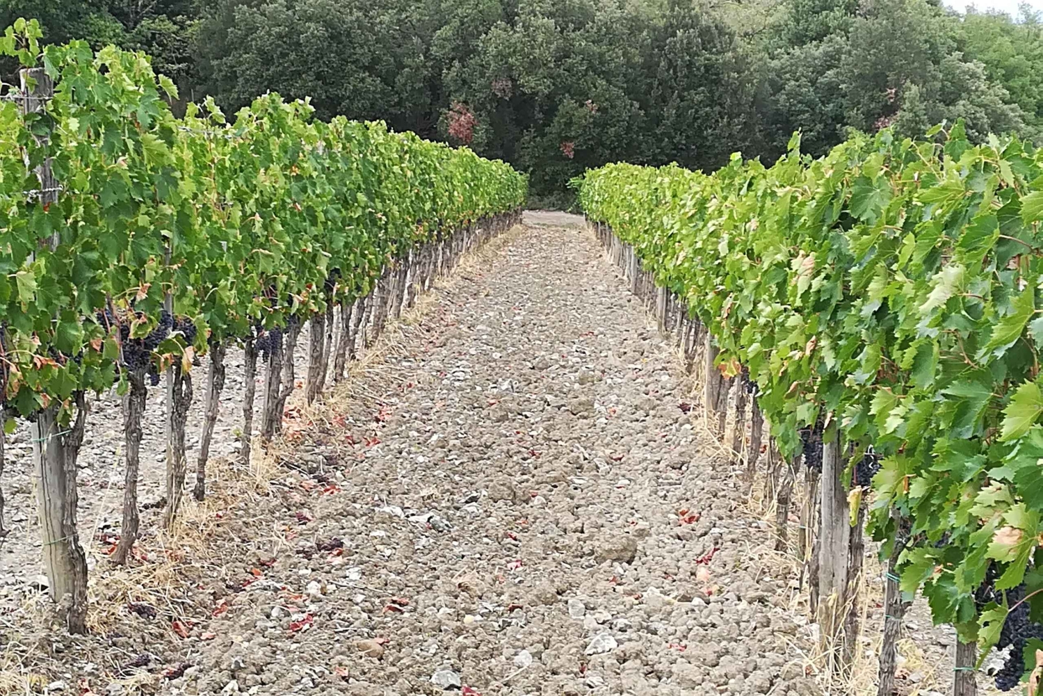 フィレンツェ発：キアンティ午後のツアー（ワイナリー2ヶ所での試飲付き）