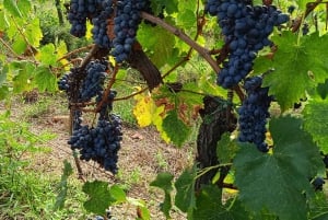 A partir de Florença: Excursão à tarde ao Chianti com degustação em duas adegas