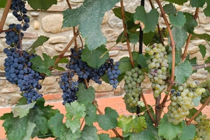 A partir de Florença: Excursão à tarde ao Chianti com degustação em duas adegas