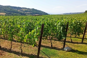 フィレンツェ発：キアンティ午後のツアー（ワイナリー2ヶ所での試飲付き）