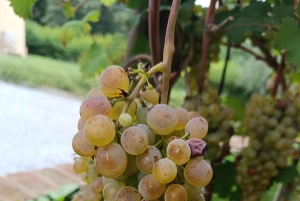 フィレンツェ発：キアンティ午後のツアー（ワイナリー2ヶ所での試飲付き）