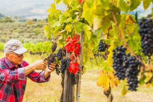 From Florence: Chianti Half-Day Afternoon Tour