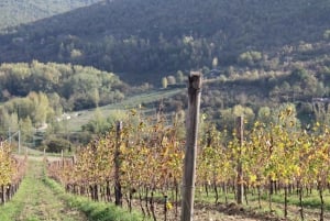 Depuis Florence : Visite d'une demi-journée des collines du Chianti avec dégustation de vins