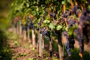 Depuis Florence : Visite d'une demi-journée des collines du Chianti avec dégustation de vins