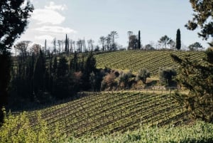 De Florença: Excursão de meio dia às colinas de Chianti com degustação de vinhos