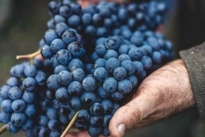 フィレンツェ発キャンティヒルズ半日ツアーとワインテイスティング