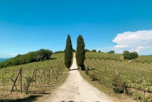 Fra Firenze: Tur til vingårde i Chianti Hills med smagning