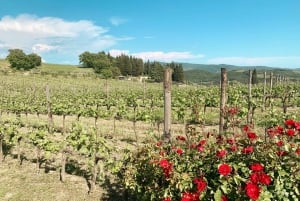 Fra Firenze: Tur til vingårde i Chianti Hills med smagning