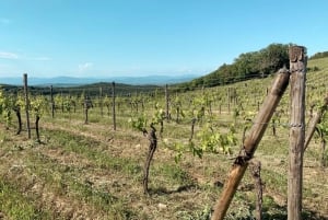 De Florença: Visita às vinícolas de Chianti Hills com degustação
