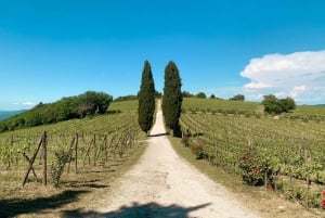 From Florence: Chianti Hills Wineries Tour with Tasting