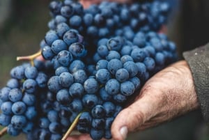 From Florence: Chianti Hills Wineries Tour with Tasting