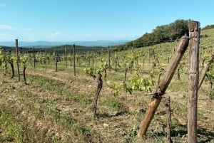 From Florence: Chianti Hills Wineries Tour with Tasting