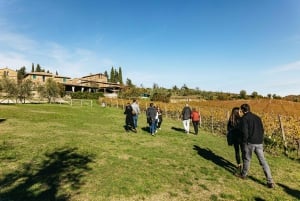 Firenze: Assapora il vino e il cibo del Chianti in un safari di degustazione