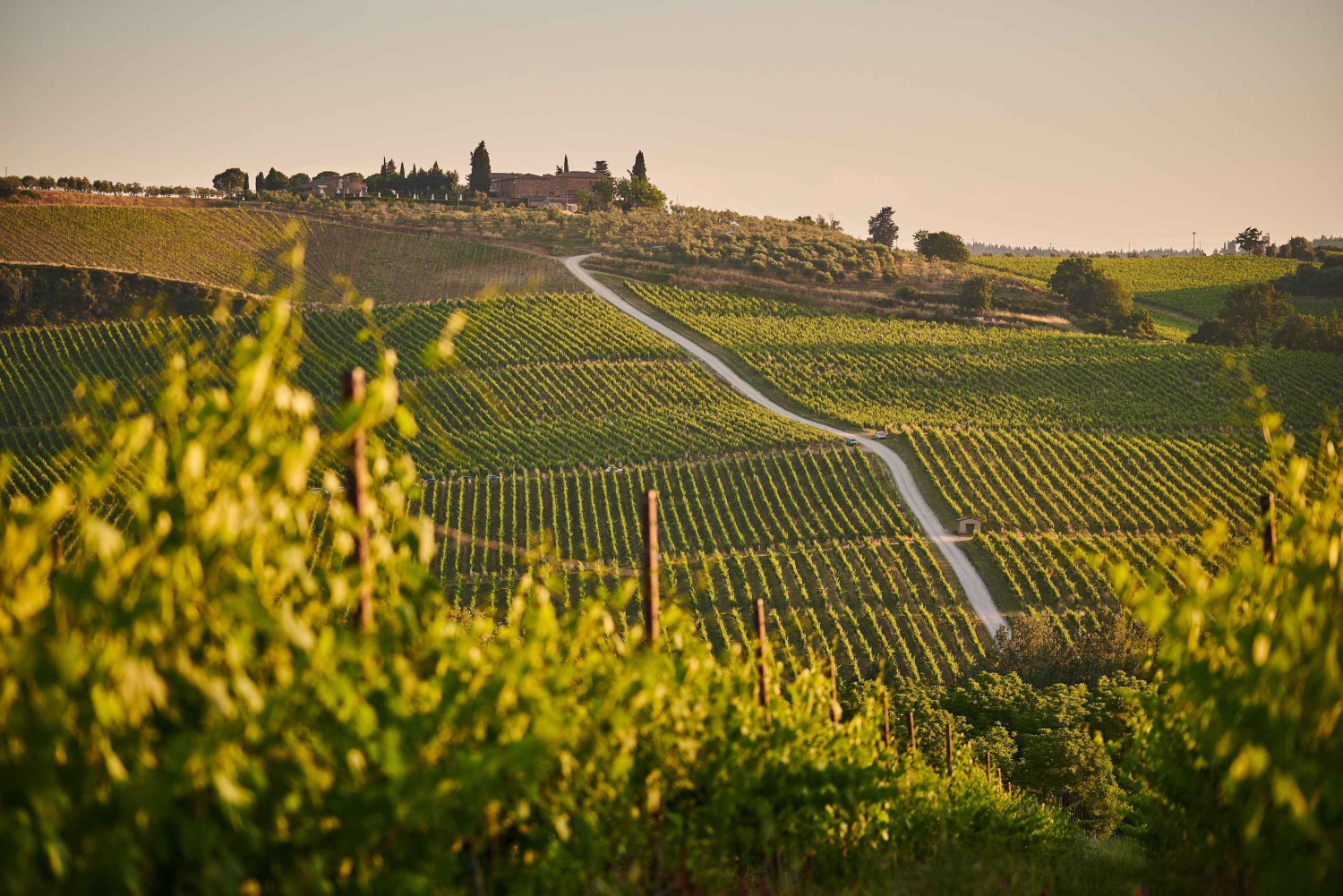 Fra Firenze: Chianti Wine Tour med chauffør og guide