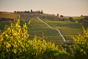 Fra Firenze: Chianti Wine Tour med chauffør og guide