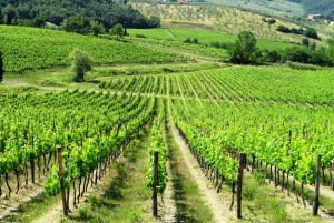 Z Florencji: Wycieczka z degustacją wina Chianti