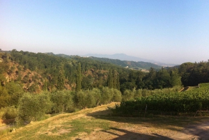 Fra Firenze: Madlavningsoplevelse på gård på bakketop i Toscana