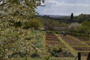 From Florence: Grand Tuscan Vintage Fiat 500 Tour