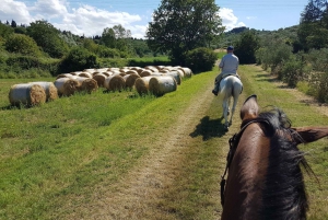 From Florence: Horseback Ride and Olive Oil Tour with Lunch