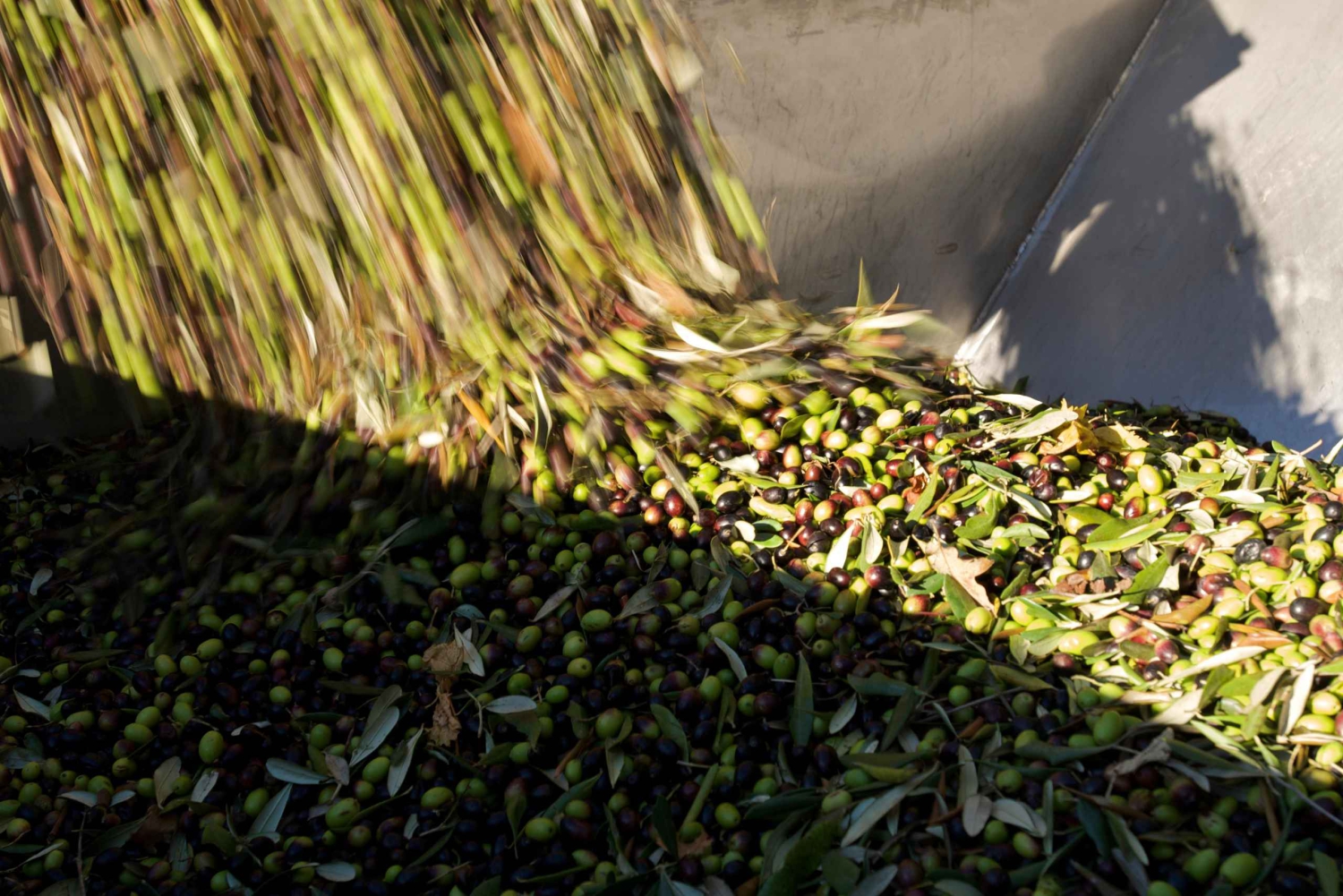 Da Firenze: tour del frantoio e degustazione a Fiesole