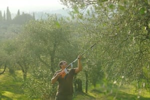Au départ de Florence : Visite en petit groupe de dégustation d'huile d'olive et de vin