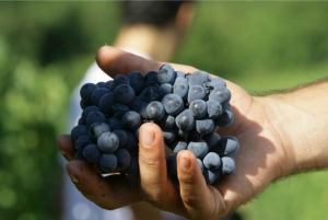 Z Florencji: Degustacja wina na świeżym powietrzu w winiarni San Gimignano