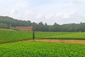 Vanuit Florence: Pisa/Chianti Halve Dag Tour met Wijnproeverij