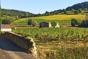 From Florence: Pisa and Siena with Wine Tasting in Chianti