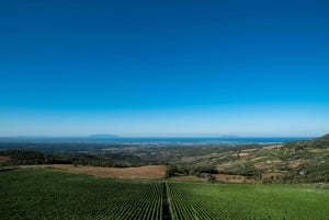From Florence PRIVATE: Bolgheri Wine Tour with Tasting