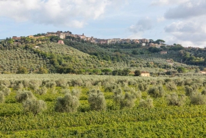 Fra Firenze PRIVAT: Bolgheri-vinudflugt med vinsmagning