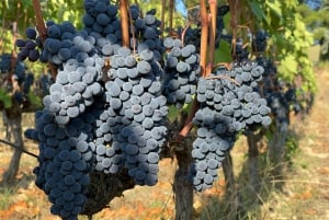 From Florence: Private Half-Day Chianti Tour & Wine Tasting