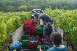Fra Firenze: PRIVAT vinopplevelse i Chianti Classico