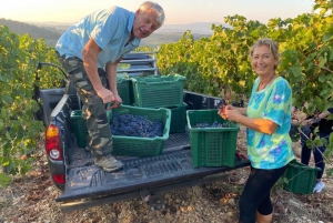 Fra Firenze: PRIVAT vinopplevelse i Chianti Classico