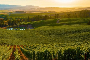 Fra Firenze: PRIVAT vinopplevelse i Chianti Classico