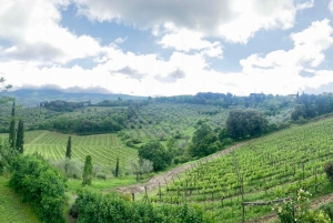 From Florence: PRIVATE Wine Experience in Chianti Classico