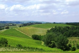 Fra Firenze: Privat vinudflugt med middag på en vingård