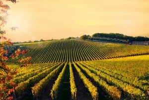 Fra Firenze: Privat vinudflugt med middag på en vingård