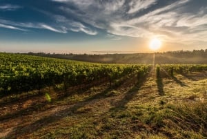 From Florence: Pisa, Siena San Gimignano Private Tour