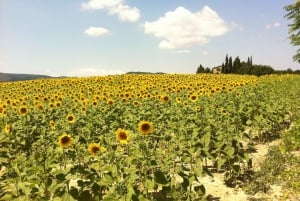 From Florence: Siena, Cortona, Montepulciano & Val D'Orcia