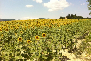 Fra Firenze: Siena, Cortona, Montepulciano og Val D'Orcia